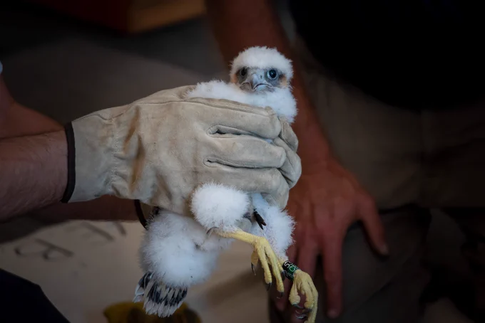 Closeup of peregrine falcon chick 53/CB, male.