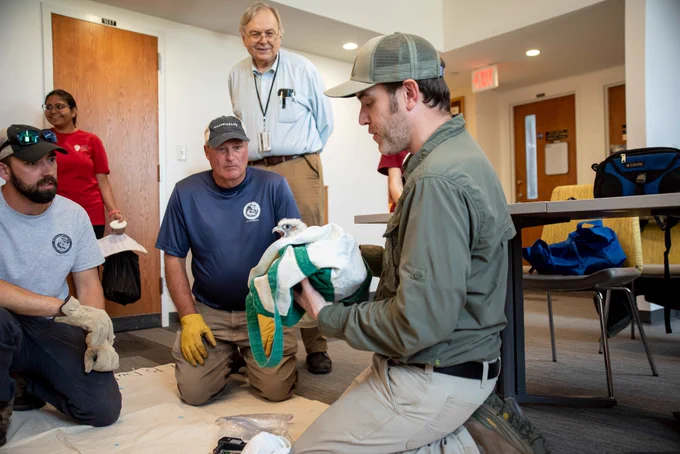 avid Paulson with peregrine falcon chick poking its head out of a canvas bag as 2 other MassWildlife employees and other Banding Day participants look on.