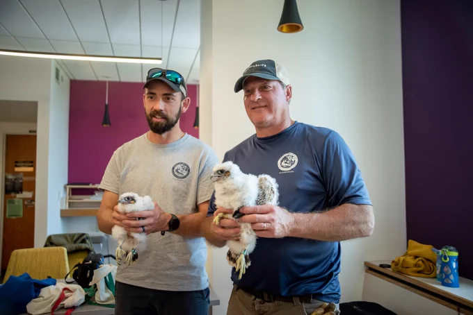 2 MassWildlife employees holding peregrine falcon chicks 52/CB (male) and 83/CD (female).