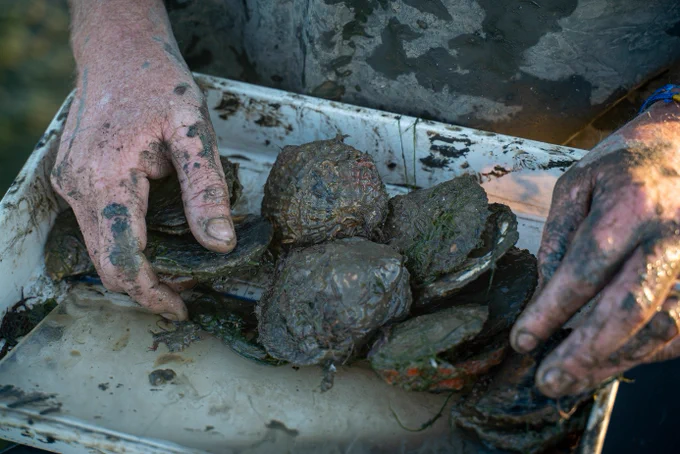 Oysters, picture made by Veerle Boekestijn