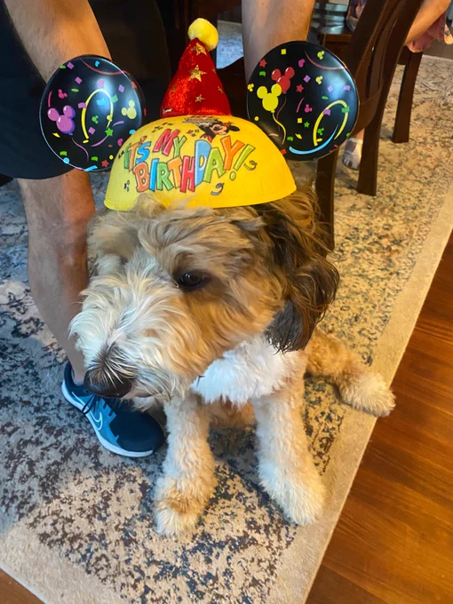 photo of a dog wearing a Disney birthday hat