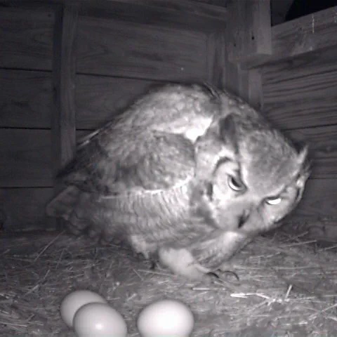 the owl crouches over three eggs, in shock, almost like it's gonna hiss at any moment 