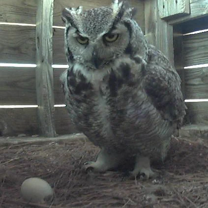 the owl poses with a single egg and looks directly at the camera like a TICKED-OFF Jim Halpert 