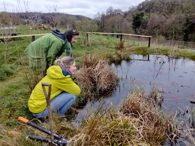 Two people are leaning over the wildlife pool at Capel's Mill. They are both smiling. There are lots of reeds around the pool.