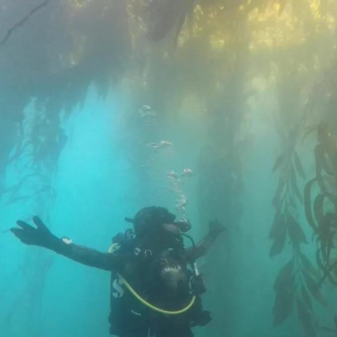 Scuba diver underwater in a kelp forest. The water is blue and there are bubbles coming from the scuba diver.
