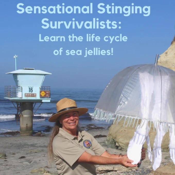 Image of a State Park Employee holding and umbrella that looks like a jelly fish. The caption above her reads: Sensational Stinging Survivalists: Learn the life cycle of Jellies