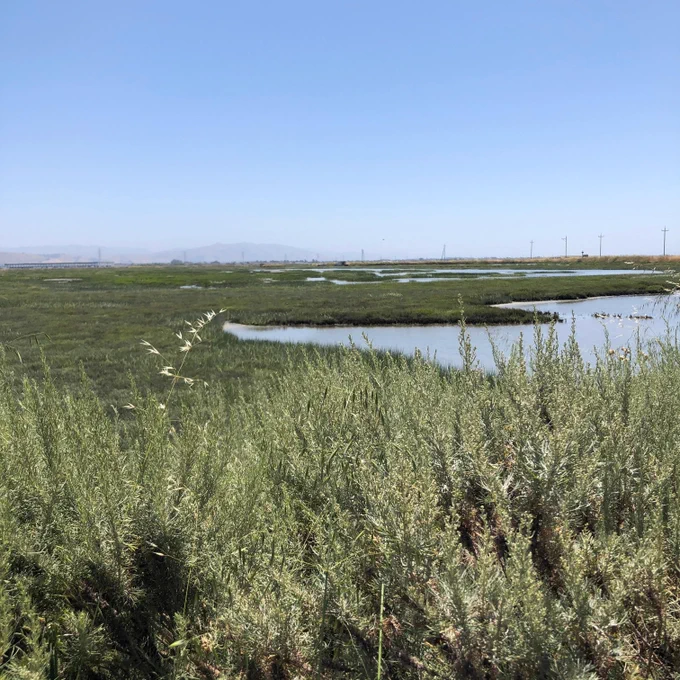 A marshy area of green and blue