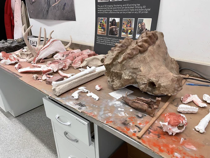 Lab table with about 2 dozen 3D prints of fossils in various stages of painting.