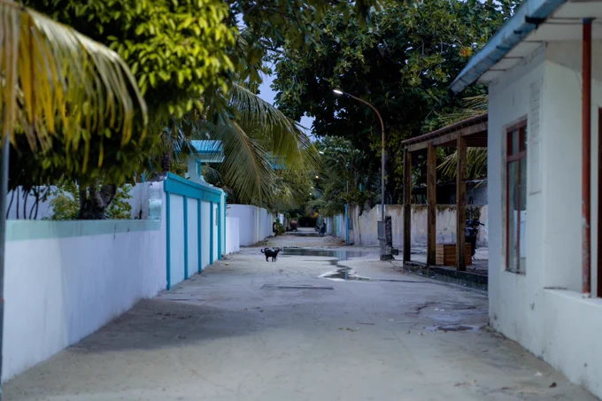 the roads of an island with houses flanked by trees on either side and puddles on the road