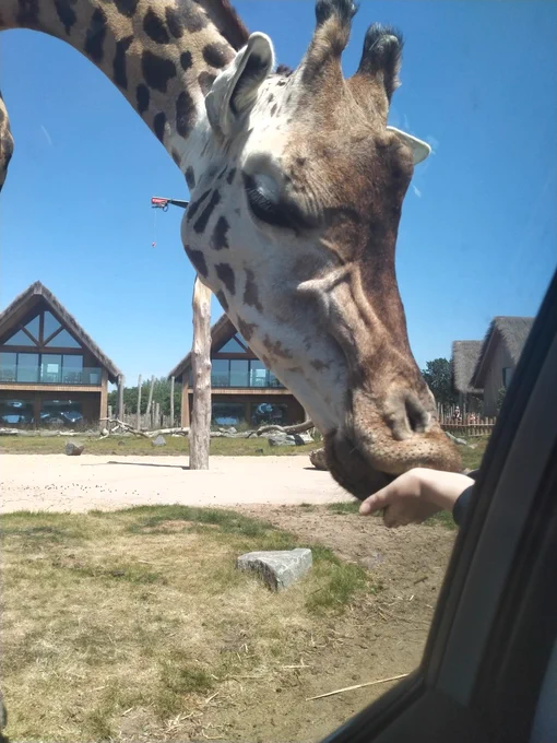 A giraffe eating from a hand