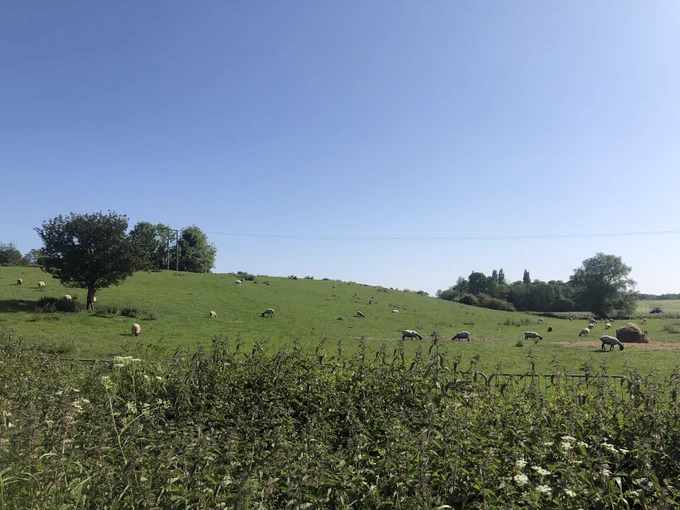Photo of a small grassy hill with a few trees and lots of sheep scattered around grazing. There are lots of nettles and flowers in front of a fence in the foreground, and the sky is a clear blue.