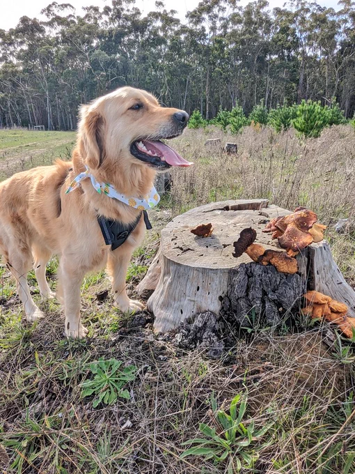 Panko the golden retriever is standing on the side of a walking trail in a forest, next to a tree stump with big orange mushrooms growing on it. He's wearing a white bandana with pineapples on it and his tongue is hanging out
