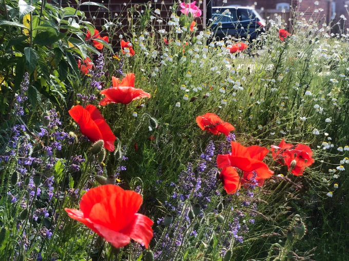 Poppies, nepeta, ox eye daisies and other wildflowers in morning sunshine.