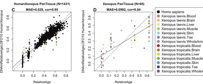 Relative age (x-axis) is defined as ratio of chronological age divided by the maximum lifespan of the species. The y axis shows a cross validation estimates of DNAmAge. The left panel shows 3 species: clawed frogs (laevis, tropicalis) and humans. Right panel shows the results for the two frog species only. 