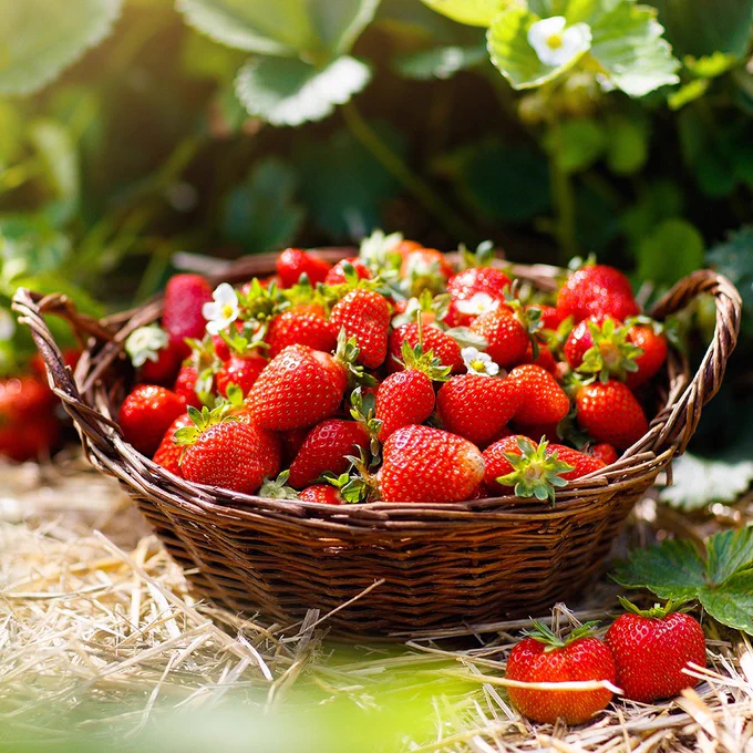 A basket of freshly picked strawberries sits on the ground