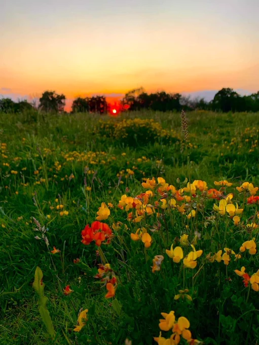 This amazing photo was taken at Bovingdon Brickworks recently. Just another stunning area that The Box Moor Trust includes in it's Estate for all to enjoy.  If you feel you could take a photo like this or want to share any of your photos of The Box Moor Trust Estate, please have a look at the Photographic Competition link below, you could win a prize and be in our 2023 Calender!
https://www.boxmoortrust.org.uk/new.../calendar-competition/
📸 photo credit - Daniel Whittaker
#Boxmoortrustphotos #boxmoortrustcalendercompetition2023 #boxmoortrustestate #boxmoortrustsummerevents #bovingdonbrickworks #bovingdon #boxmoortrustsunsets #photographer #MindfulMondays 🌅🌅🌅