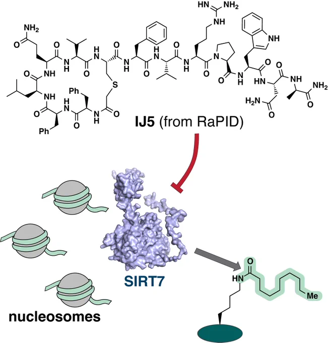 Olsen Lab, Biopharmaceuticals, University of Copenhagen, SIRT7 assay and modulators