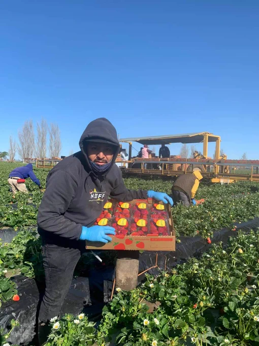 A strawberry worker in a Ventura County CA strawberry field
