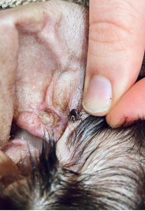 Fingers holding open a dog ear, with an embedded tick on the inside