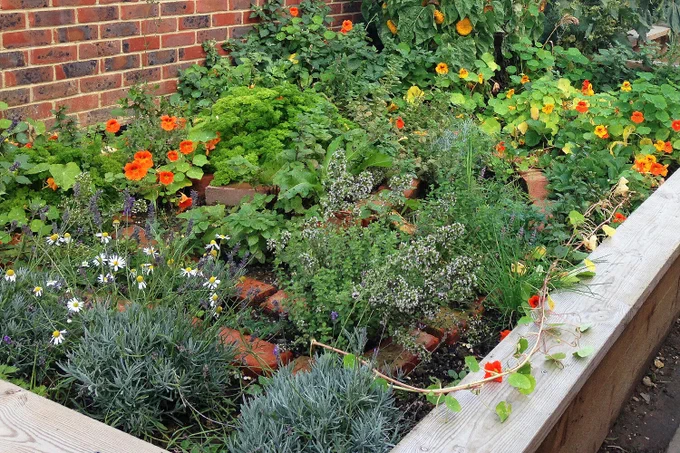 Flowers and vegetables planted in raised beds awarded by the Local School Nature Grants programme.