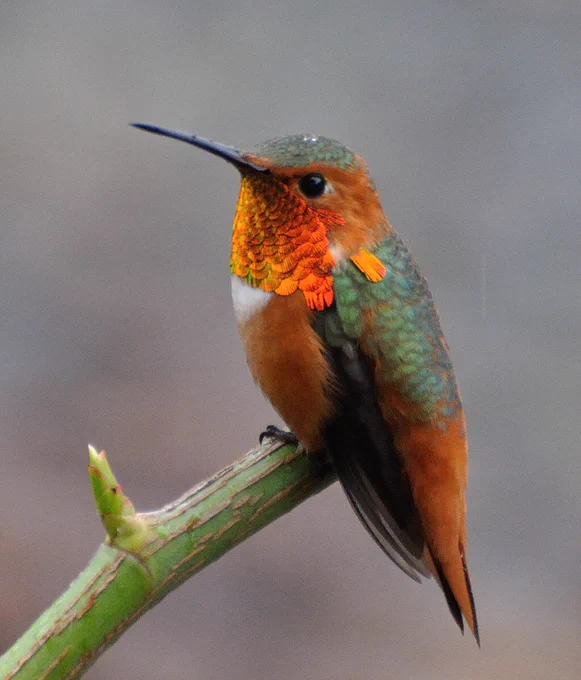 A hummingbird perched on the end of a branch. Orange and green.