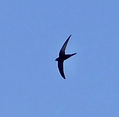 A swift in the sky