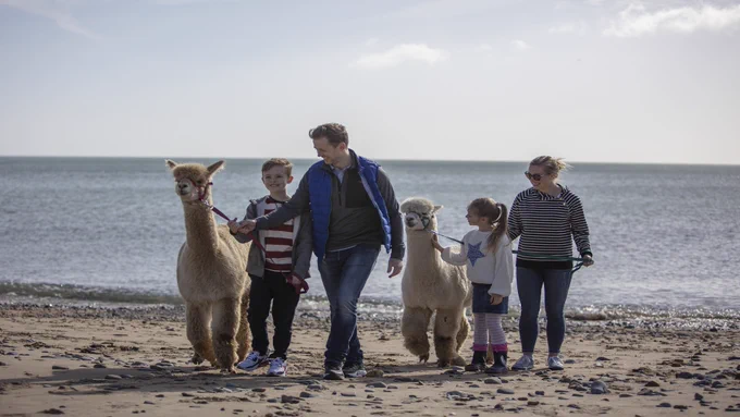 Family enjoying a breach trek along Cranfield beach with Alpacas