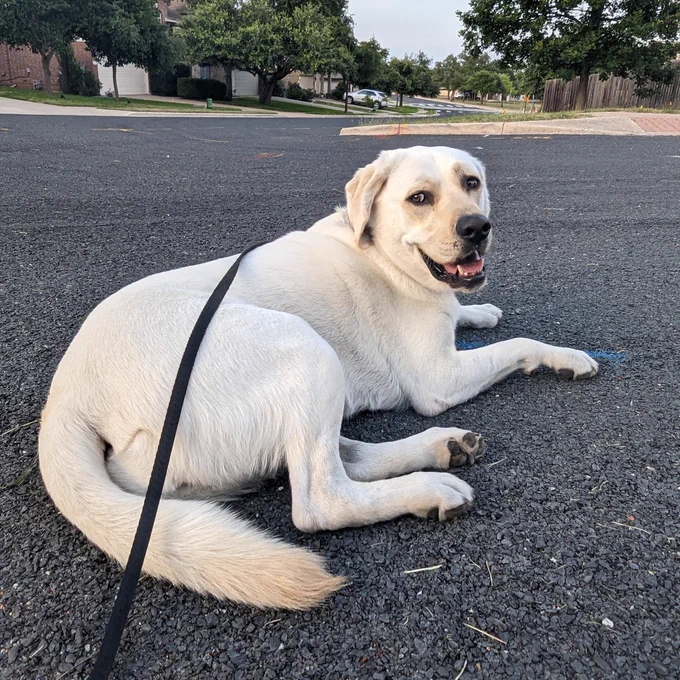 My dog Ivy lay down in the street on our walk. So I sat down on the sidewalk and we just hung out a while.