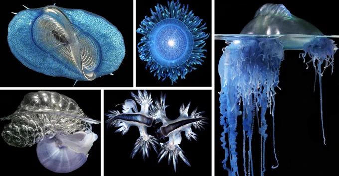 Photographs of 5 different blue neustonic organisms on black backgrounds
