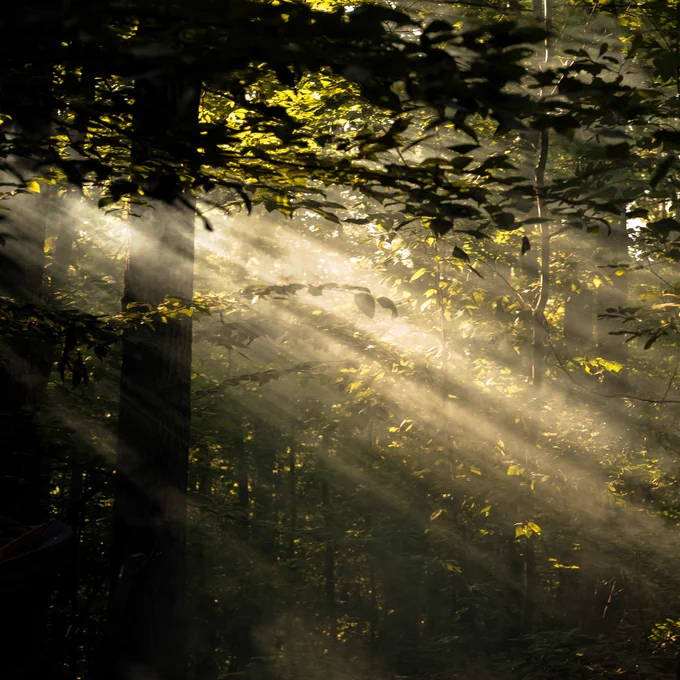 Sunray penetrating forest. Photo by Wren Meinberg on Unsplash