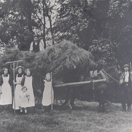 old black and white picture. a group of people collect hay on a horse drawn cart