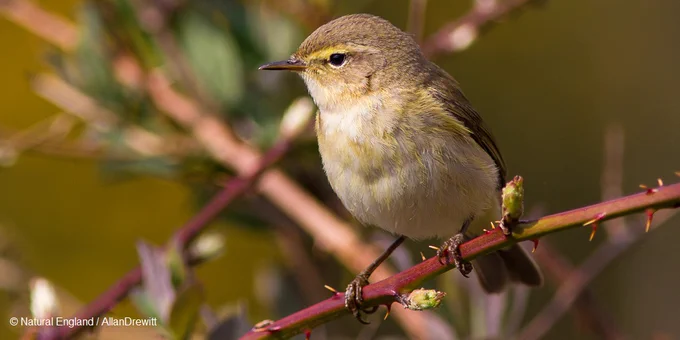 Chiff Chaff bird perched on a branch