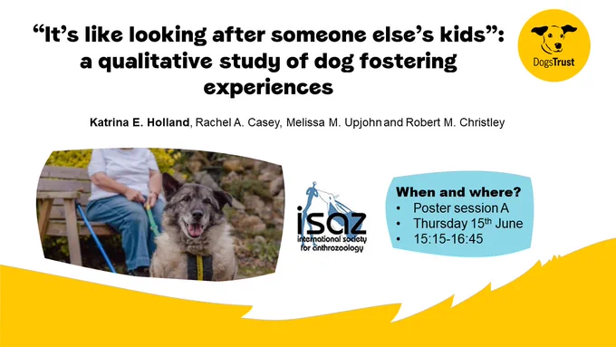 A yellow and white slide with the title '“It’s like looking after someone else’s kids”: a qualitative study of dog fostering experiences'. First author: Katrina Holland. This poster will be presented at the ISAZ conference on Thursday 15th June in poster session A, 15:15-16:45. The slide also features the yellow Dogs Trust logo and a photo of a mixed breed dog sat infront of a person who is sat on a bench holding the lead attached to the dog.