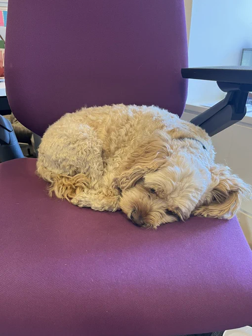 A little terrier dog curled up and asleep on a desk chair.