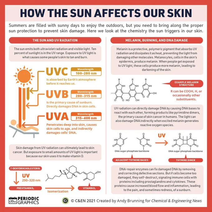 The first column of the infographic explains that ultraviolet radiation is emitted by the sun along with visible light. Exposure to UV is what causes skin to tan and burn. UVC light is absorbed by the atmosphere, but longer-wavelength UVB and UVA light can penetrate the skin and damage DNA. This damage can ultimately lead to skin cancer, but some exposure to UV light is important for our skin to make vitamin D.  