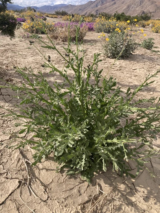 A large, green desert knapweed plant with blooming yellow and purple wildflowers behind, and desert mountains in the distance. It’s really pretty. The mountains and wildflowers, not knapweed! Credit: Chris J. McDonald, UC Cooperative Extension.