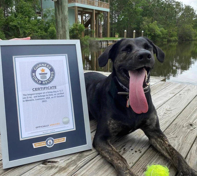 a big black dog with brindle fur on her paws is laying on a wooden deck by a body of water. she’s grinning with her eyes closed and her enormous tongue hanging out of the right side of her mouth. there’s a very well-loved tennis ball between her front paws, and someone’s propping up her official guinness world records certificate next to her.