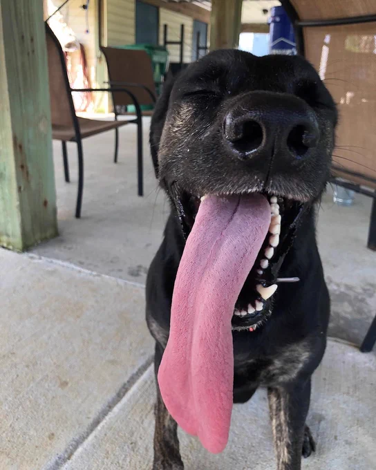 zoey, a big blackish brindle dog, stands on a concrete deck with her tongue hanging out of her face again. almost as much tongue as is in her mouth is also outside of her mouth. it’s difficult to convey its enormity.