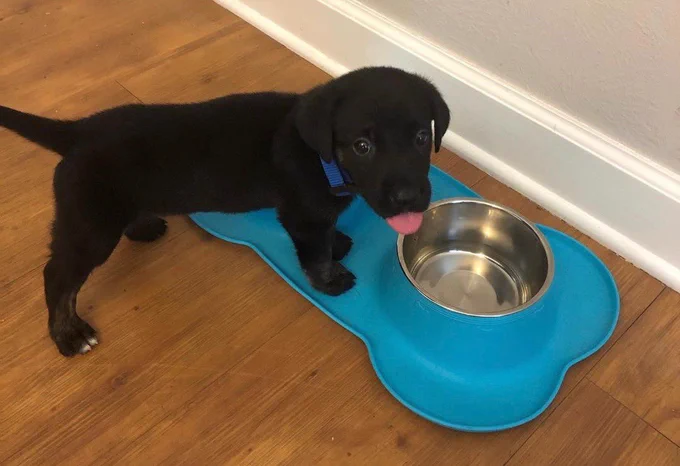 puppy zoey stands by a water bowl on a bright turquoise mat. she’s almost all black, with just two tiny dots of white on her back toes. her tongue still doesn’t fit in her mouth, and we’d never dare ask it to.