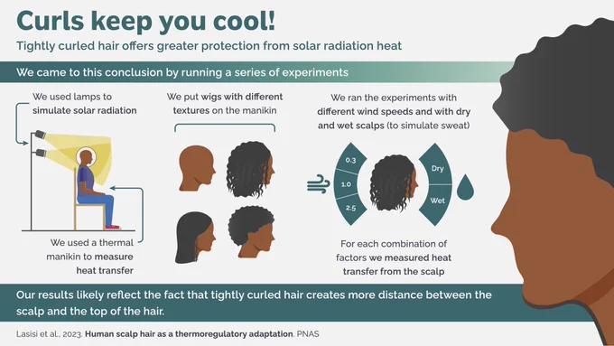 Graphical abstract describing the research: Curls keep you cool!
Tightly curled hair offers greater protection from solar radiation heat

We came to this conclusion by running a series of experiments

We used lamps to simulate solar radiation 

We used a thermal manikin to measure heat transfer

We put wigs with different textures on the manikin 

We ran the experiments with different wind speeds and with dry and wet scalps (to simulate sweat)

For each combination of factors we measured heat transfer from the scalp

Our results likely reflect the fact that tightly curled hair creates more distance between the scalp and the top of the hair