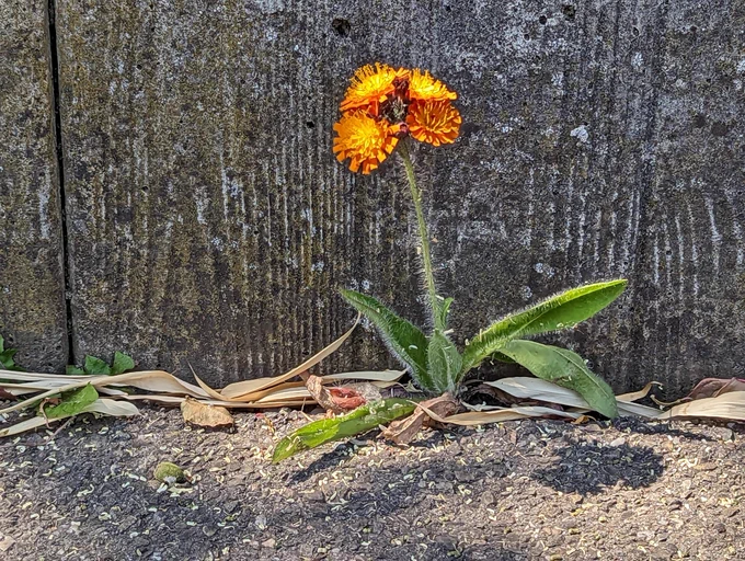 Ein orangerotes Habichtskraut, das am Fuß einer Betonmauer aus dem Asphalt sprießt. Umgeben vorn vier länglichen Blättern am Boden erhebt sich ein behaarter Stängel, der vier leuchtend orangegelbe Blüten trägt.