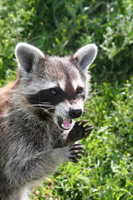 A meth addled rackoon grimacing menacingly in a grassy woodland 