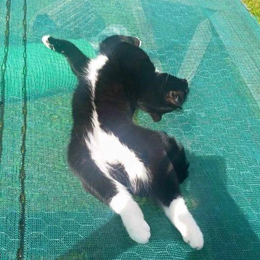 A black and white cat sunbathing in a very awkward pose!