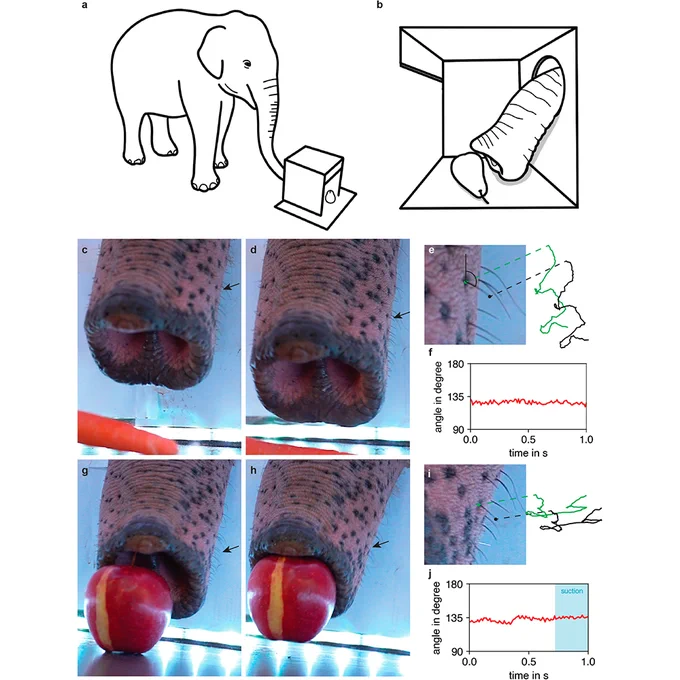 Fig. 6: Elephants do not whisk (even during haptic pinching and vacuuming).