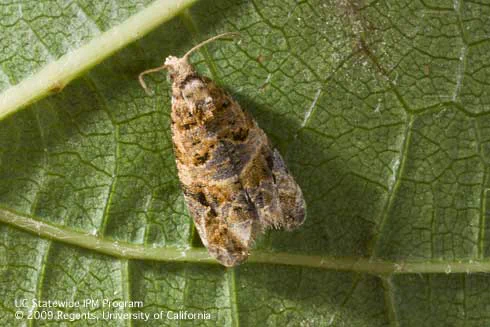 Brown, tan, cream moth on the underside of a green grape leaf. Credit: Jack Kelly Clark, UC IPM.