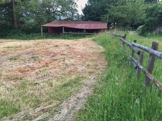 A cut field in drought conditions vs an uncut strip. Uncut strip is still lush and green. Cut area is yellow, scorched and dying.