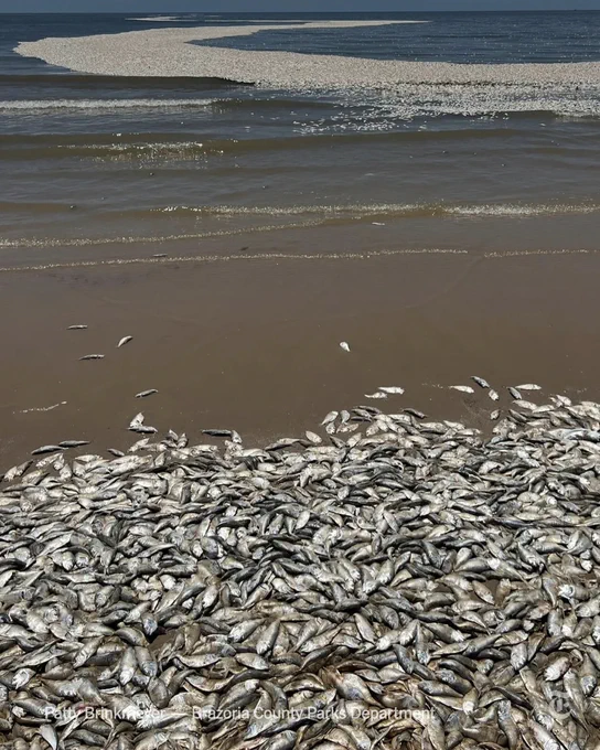 Hundreds of dead fish are seen piled together along the gulf coast of Texas. Photo by Patty Brinkmeyer — Brazoria County Parks Department.
