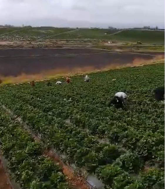Workers in Salinas strawberry field