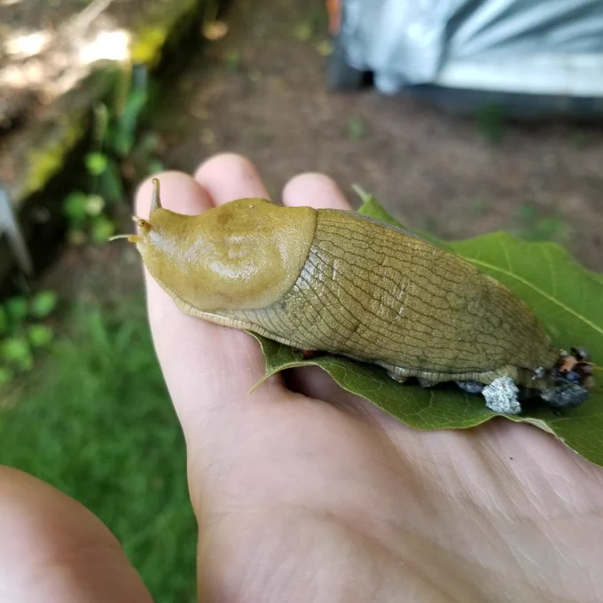 Large slug on a hand.