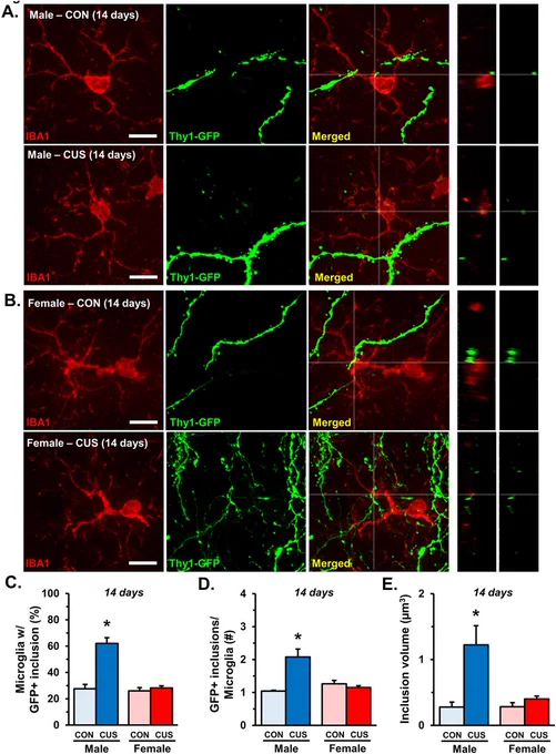 Male mice show increased microglial engulfment of neuronal material after 14 days of CUS